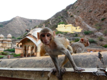 monkey at China wall and the lure of the Far East