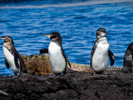 Top Five Reasons to Visit the Galapagos Soon Penguins