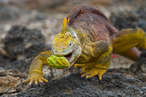 Top Five Reasons To Travel to Galapagos Soon Iguana