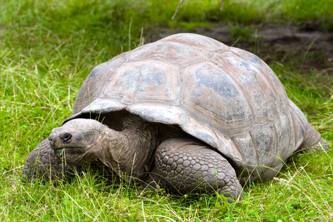 Top Five Reasons to Visit Galapagos Soon Turtle
