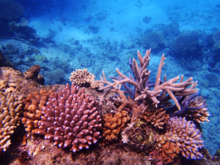 gay group cruises great barrier reef