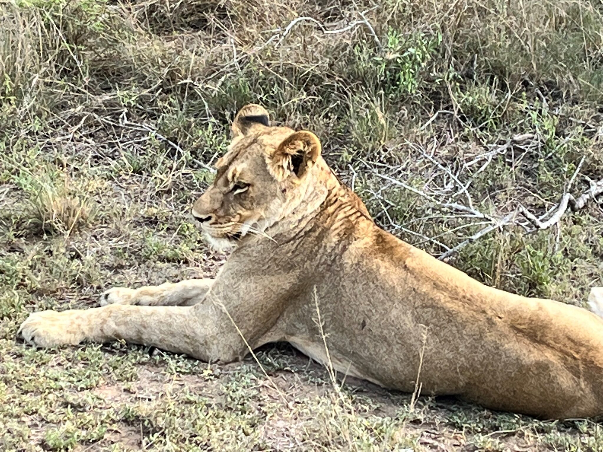 lioness purple dress