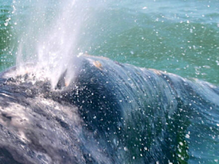 Baja whales